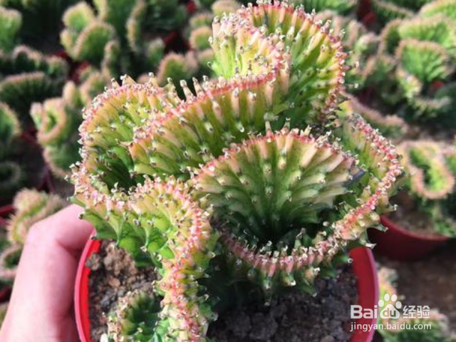 彩麒麟的养殖方法是什么？