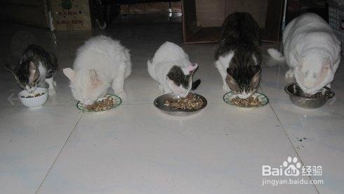 如何为你的猫选择合适的食物？