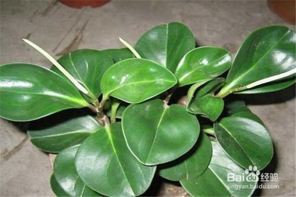 碧玉的养殖方法和注意事项有什么?