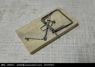 家里有老鼠怎么办