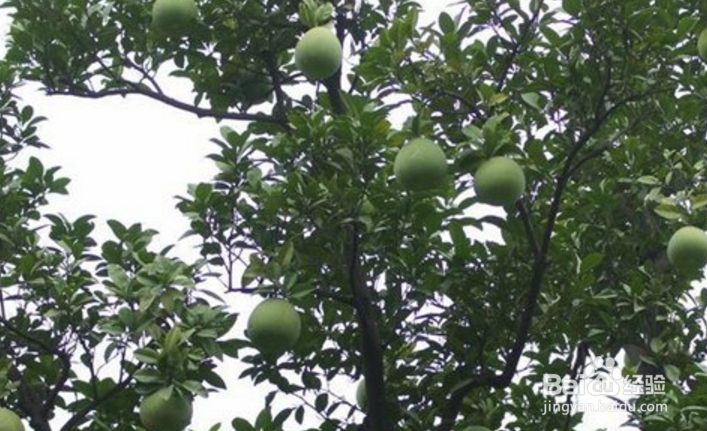 香泡树的养护方法