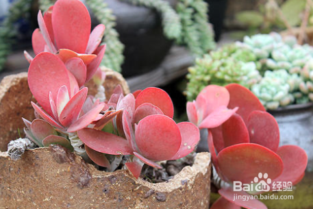 唐印冬天怎么养护