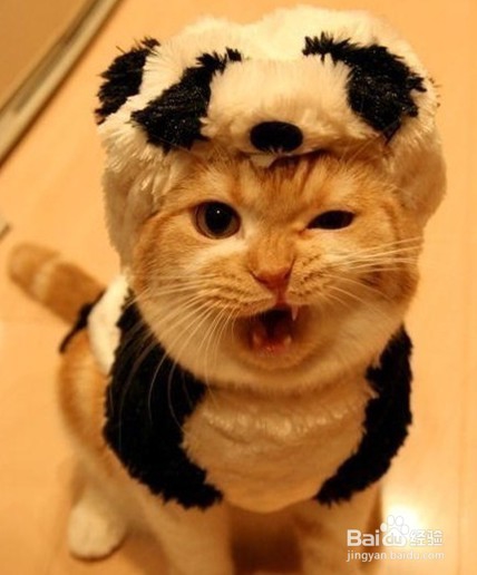 如何与猫咪相处