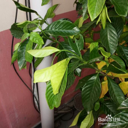 栀子花蔫了还能够救活吗?
