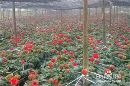 三七损肝脏,不知道的点击查看