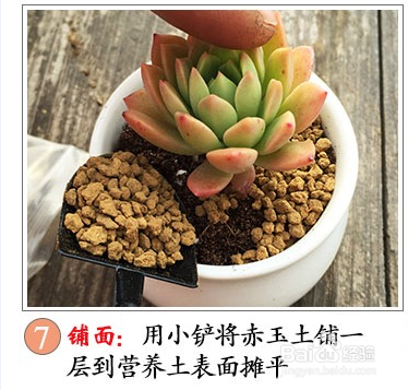 多肉的种植方法