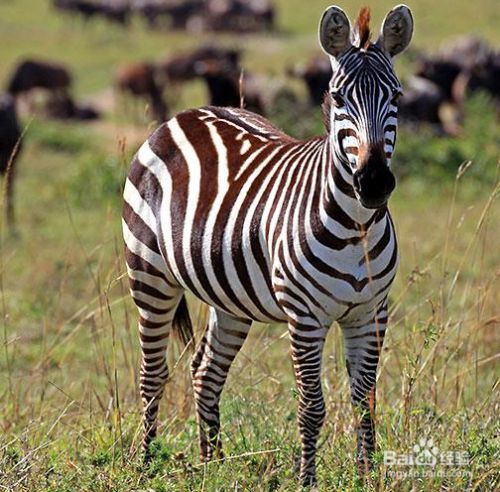 标志 斑马的条纹是它们同类之间互相识别的标志之一,也是一种保护 