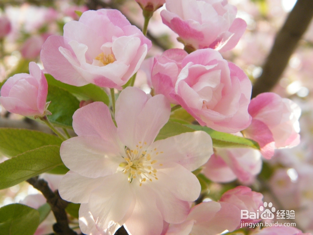 美丽的兰州：[2]春季花朵一景