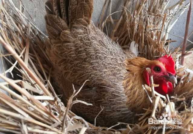 对付鸡不下蛋的方法
