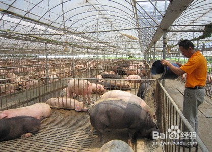 如何养猪最赚钱