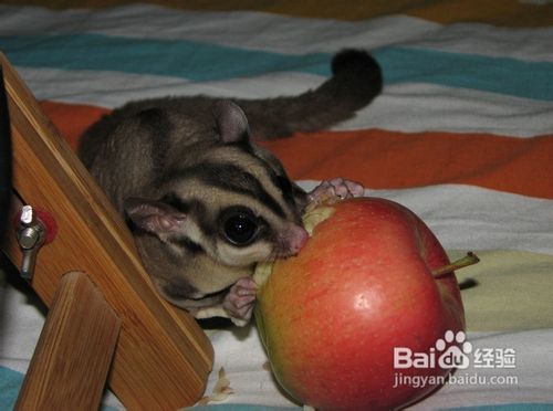 初养蜜袋鼯要注意哪些问题