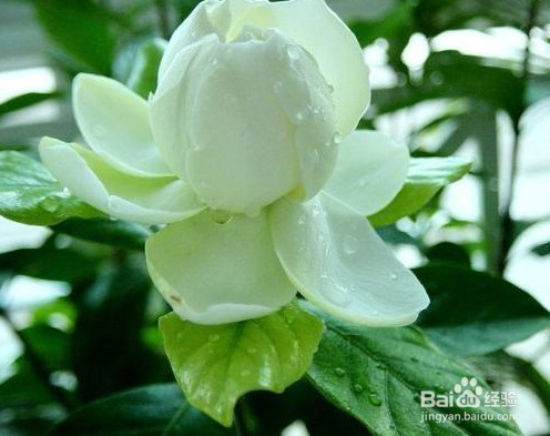 栀子花换盆后叶子全部干枯了怎么办