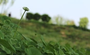 狗狗吃草怎么办狗狗为什么吃草