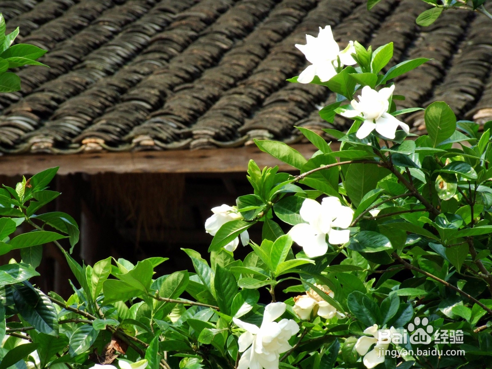 栀子花该怎么养？