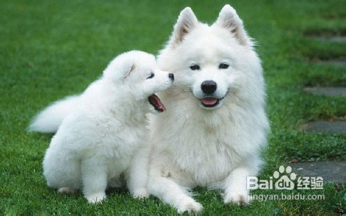 狗狗吃大蒜的好处