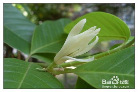 白兰花叶子下垂怎么办