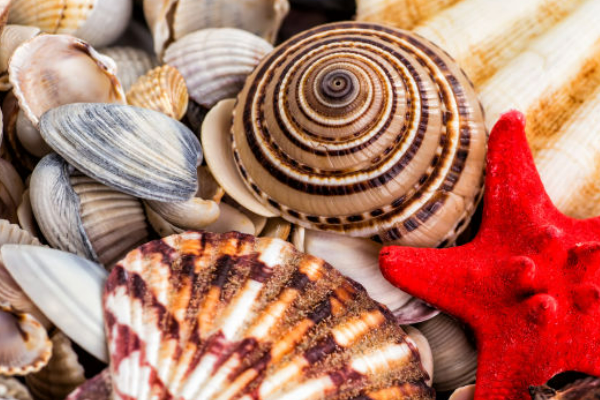 贝壳，怎么才能洗干净