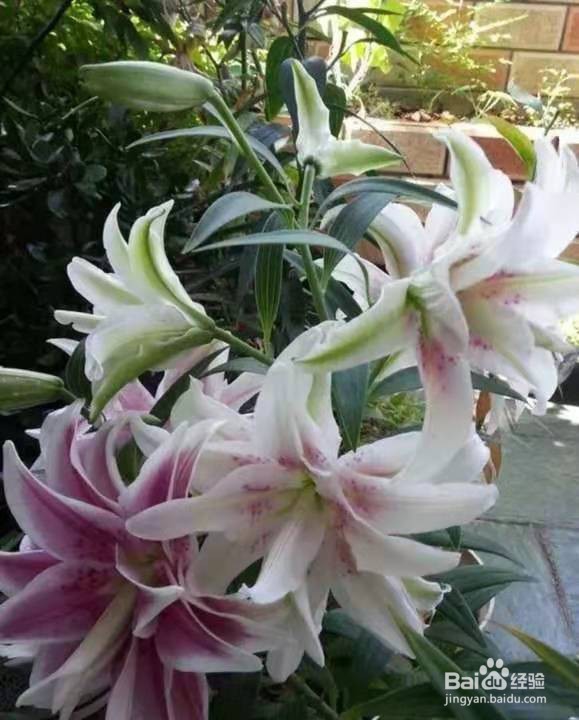 3种花比香水好闻，随便养1盆，异味跑光光