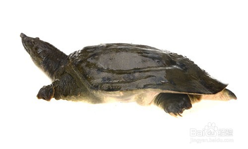 菟丝子甲鱼汤是怎么做的