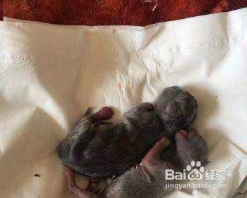 刚生下来的小猫怎么养