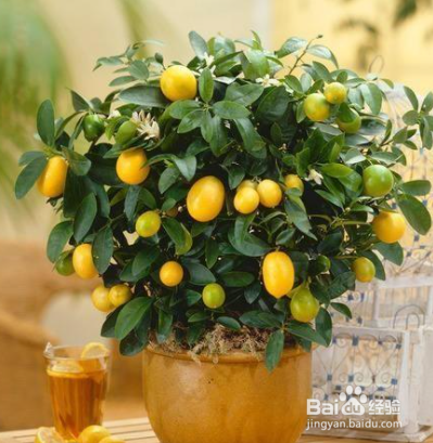 金桔盆栽叶子发卷掉光了如何补救