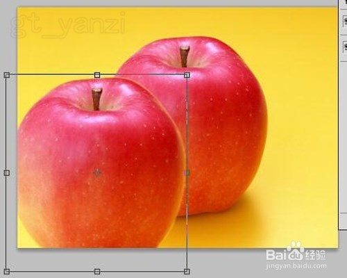 Photoshop入门教程之PS快速选择工具及复制图层