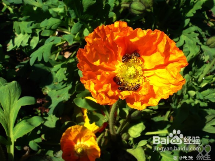 【春的迁徙】冬日，昆明观鸥攻略