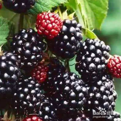 桑椹有什么功效?