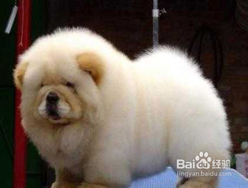 松狮怎么养--如何养松狮