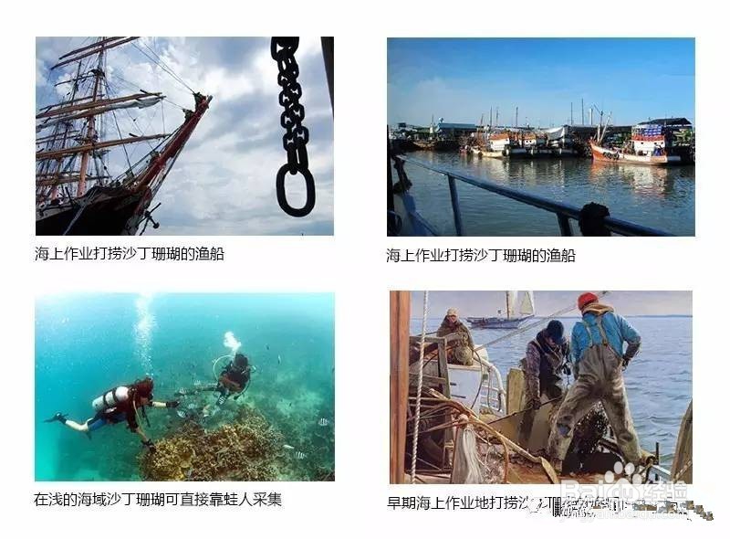 红珊瑚是怎么开采的