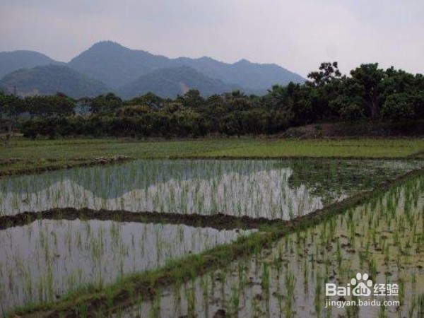 如何克服在乡下工作的困难？