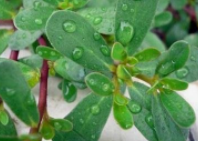 吃野菜有哪些好处