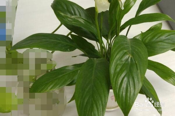 万年青叶子发黄怎么办？