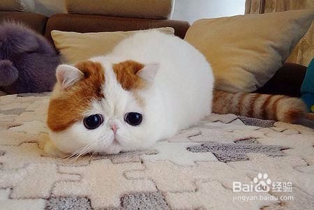 六招教你选择最好的猫粮!