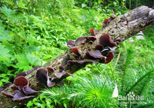 脸上长了黄褐斑应该要调理？