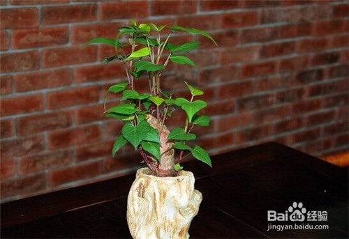 这7种菜放到水里就能长成盆栽，再也不用买花了