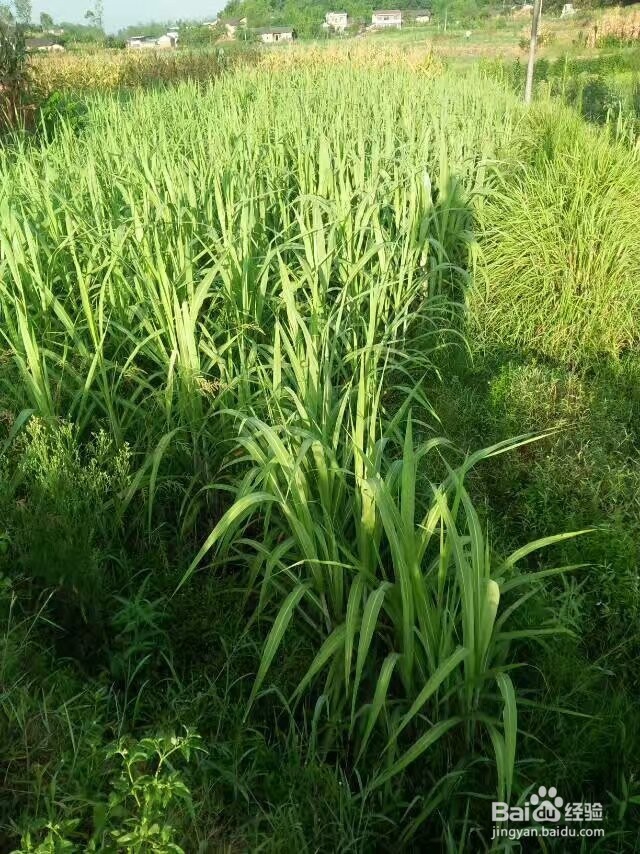 红糖烘干机蔗糖烘干机的生产过程展示