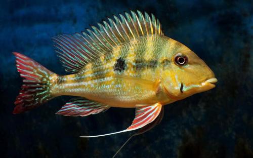 热带观赏鱼分几个品种