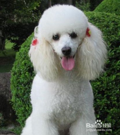 怎么训练狗狗算数 百度经验