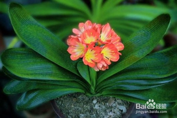 夏季盆栽烂根是什么原因