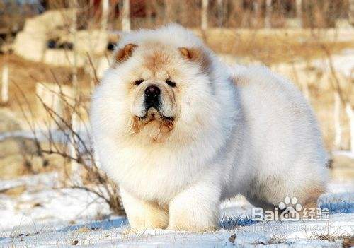 松狮犬禁食的四种蔬菜 百度经验 松狮犬禁食的四种蔬菜 百度经验