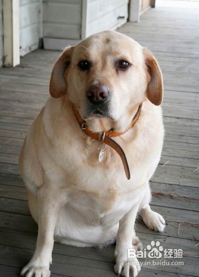 狗狗中暑了怎么处理