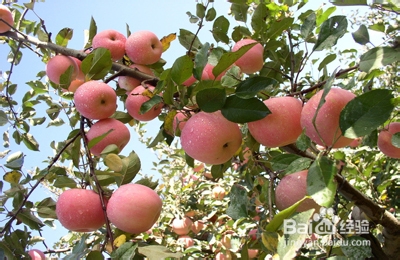 如何挑选好的苹果,正确识别打蜡苹果
