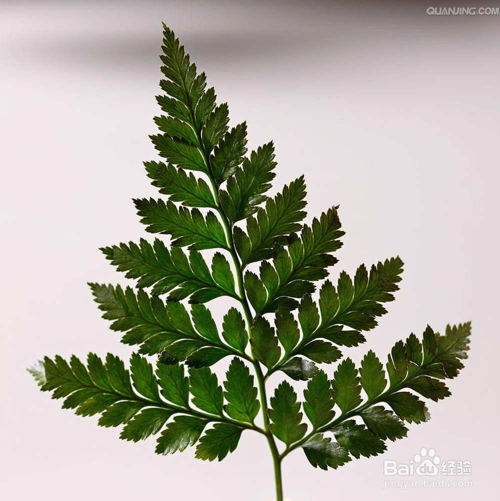 压干植物做标本