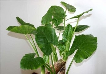 不宜在室内养的花,你家有吗?