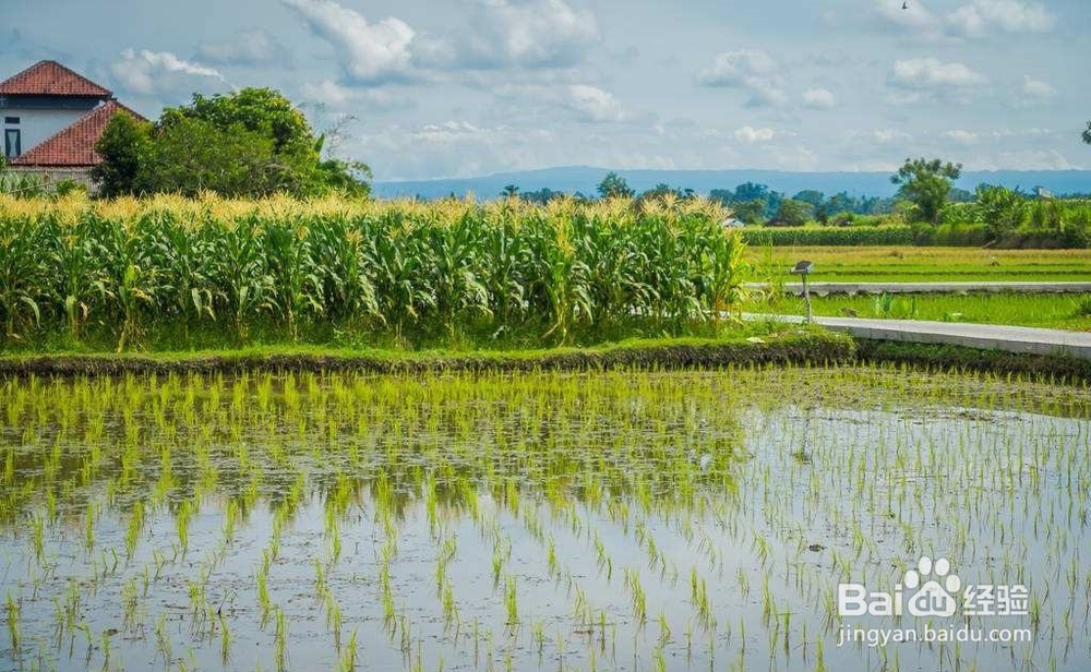 频振式杀虫灯在农业种植中可以得到普及吗?
