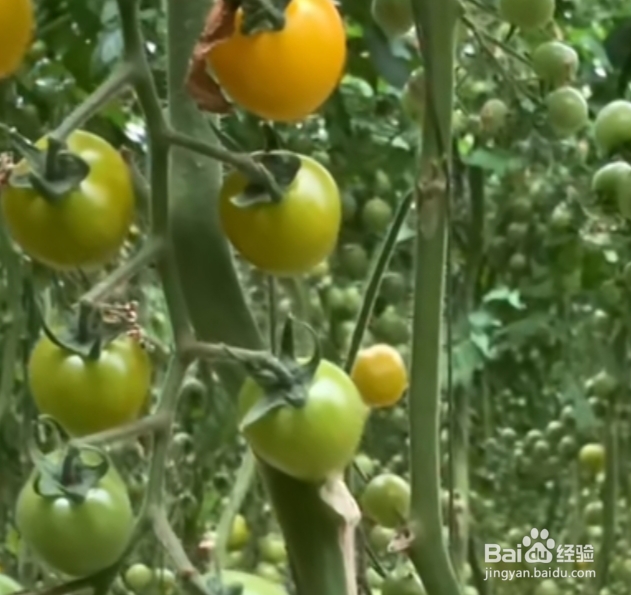 西红柿结果期间怎样浇水