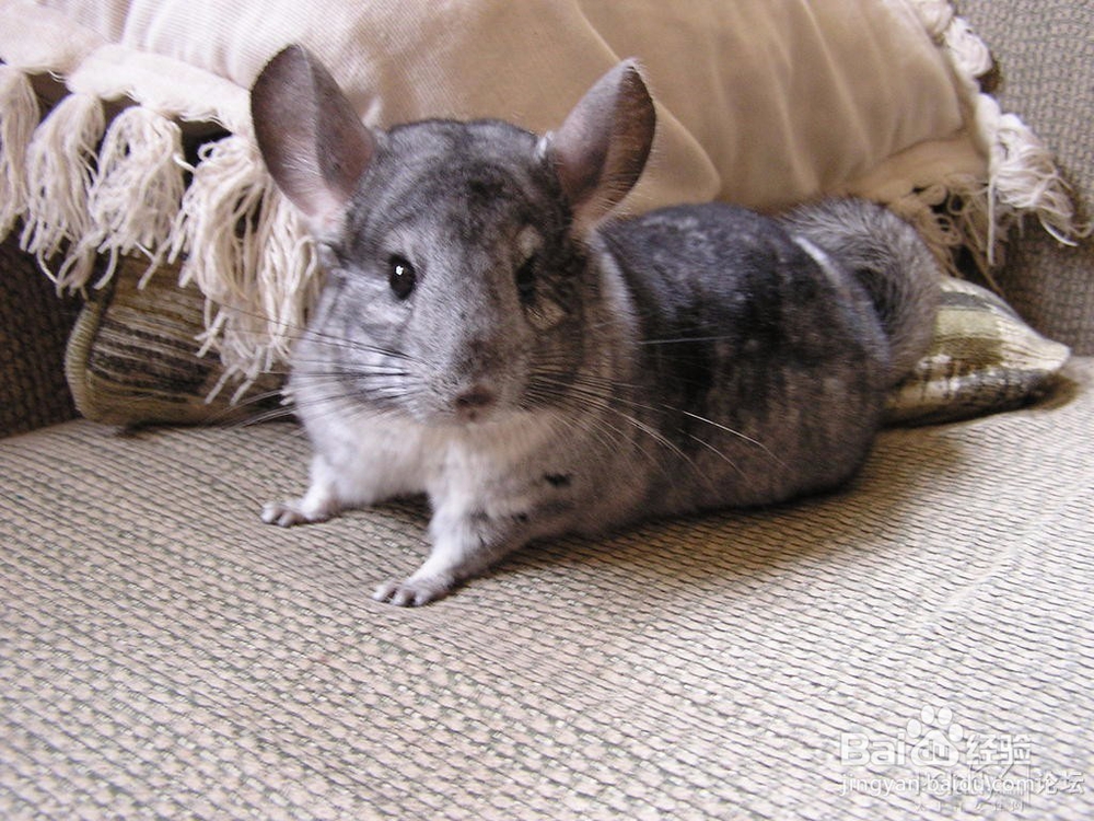 终于知道龙猫的正确抱法了，难怪之前.....