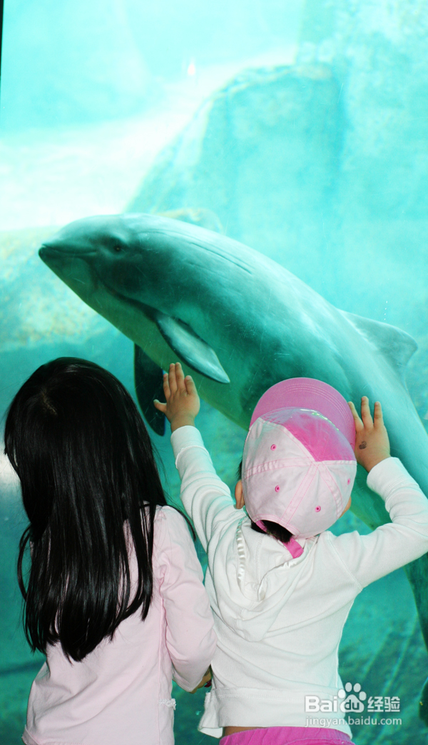 温哥华水族馆:水中舞动的精灵们