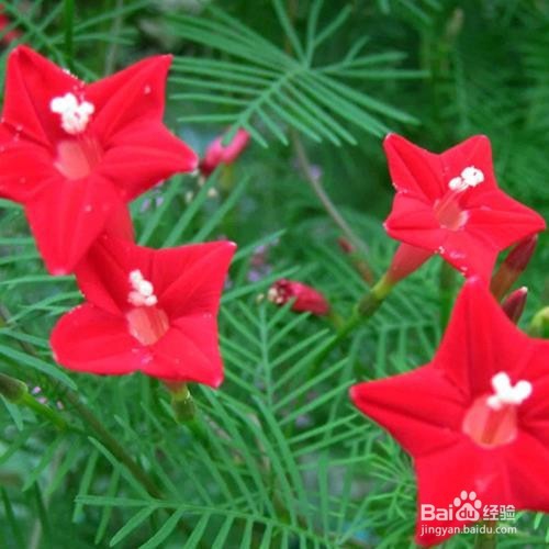 阳台种植什么样的花可以晒不死